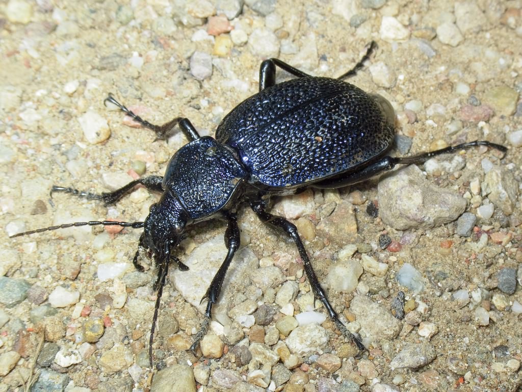 Carabus scabrosus tauricus Bonelli, 1810